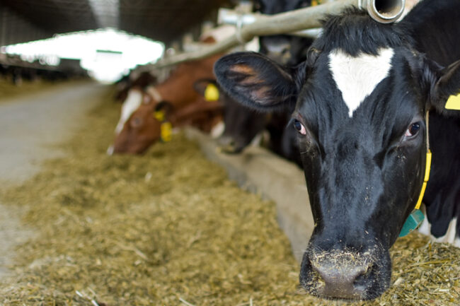 飼料和動物營養學
